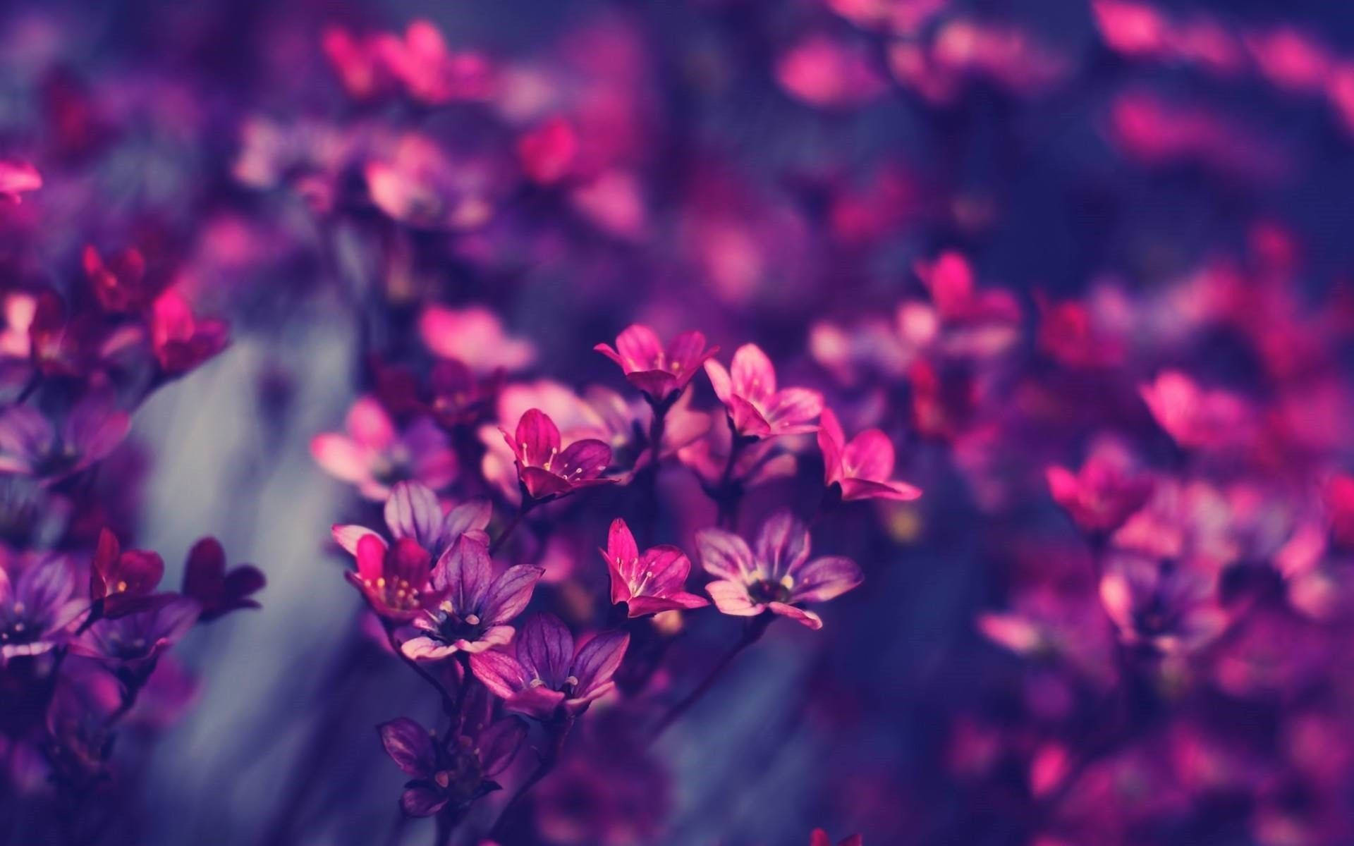 A beautiful purple flower surrounded by lush greenery Wallpaper