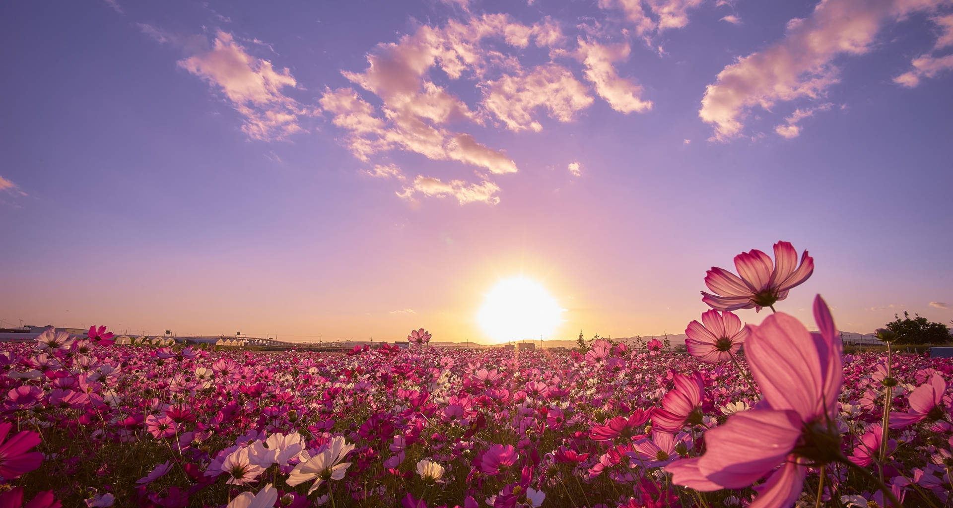 A Field Of Pink Flowers With The Sun Setting Behind Them Wallpaper