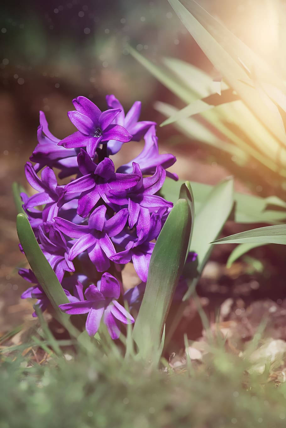 Hyacinth Aesthetic Purple Flower Wallpaper