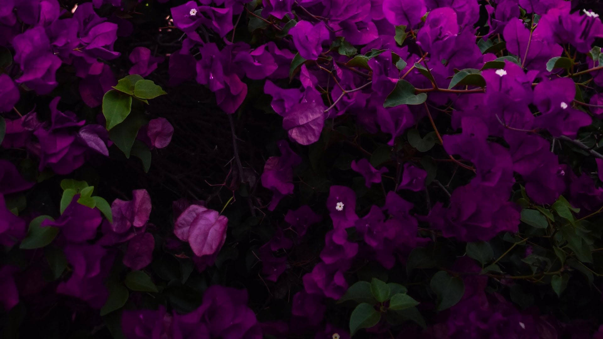 Bougainvillea As An Aesthetic Purple Flower Wallpaper