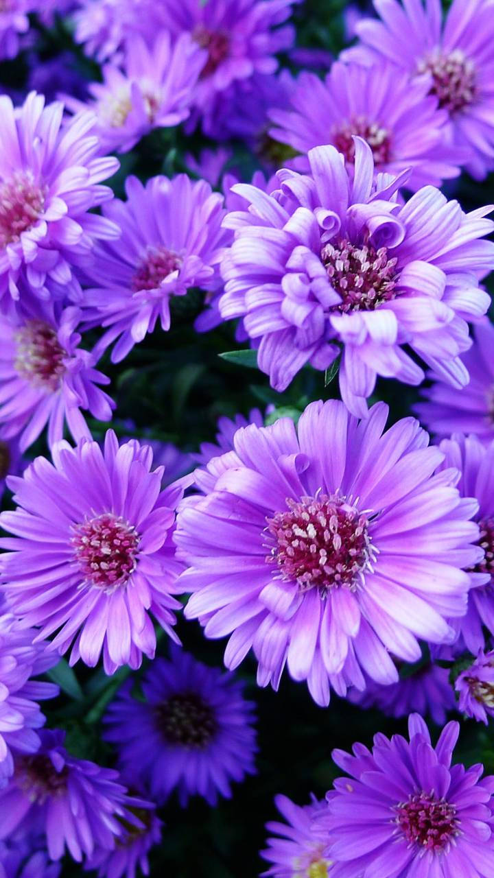 "A beautiful purple flower blossoming in all its beauty." Wallpaper