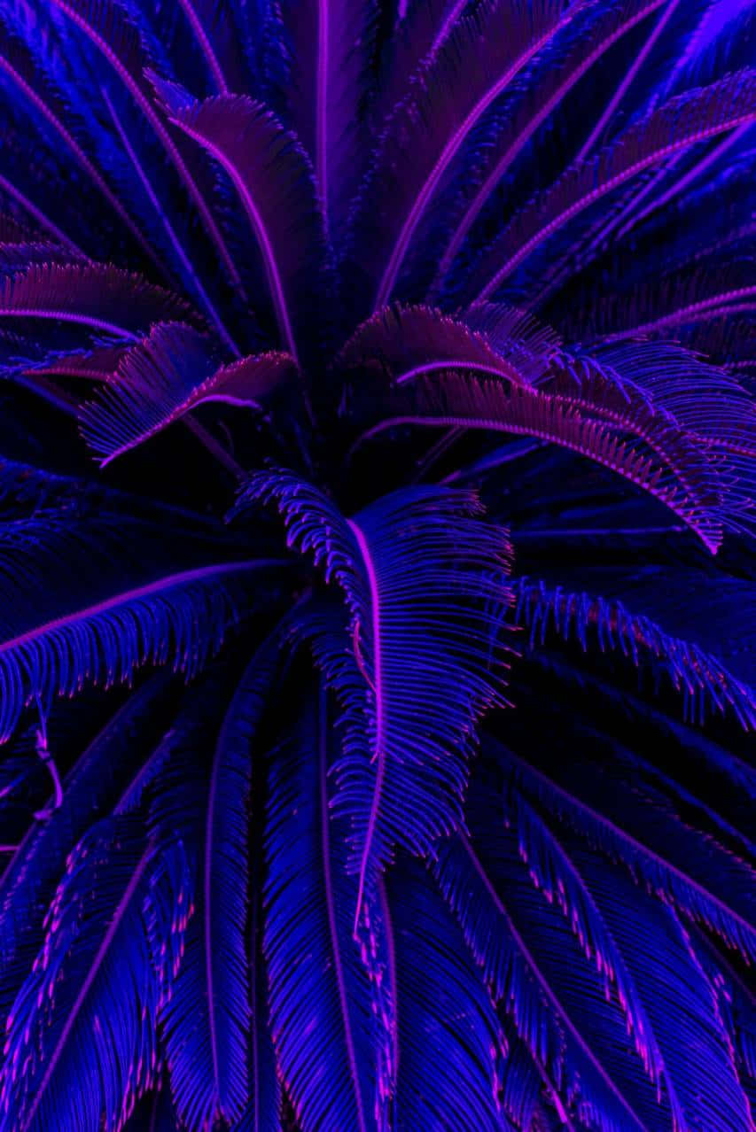 A beautiful purple aesthetic scene