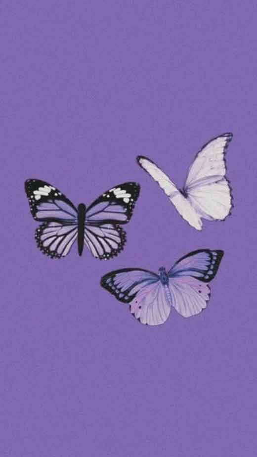 Three Butterflies Purple Aesthetic Picture