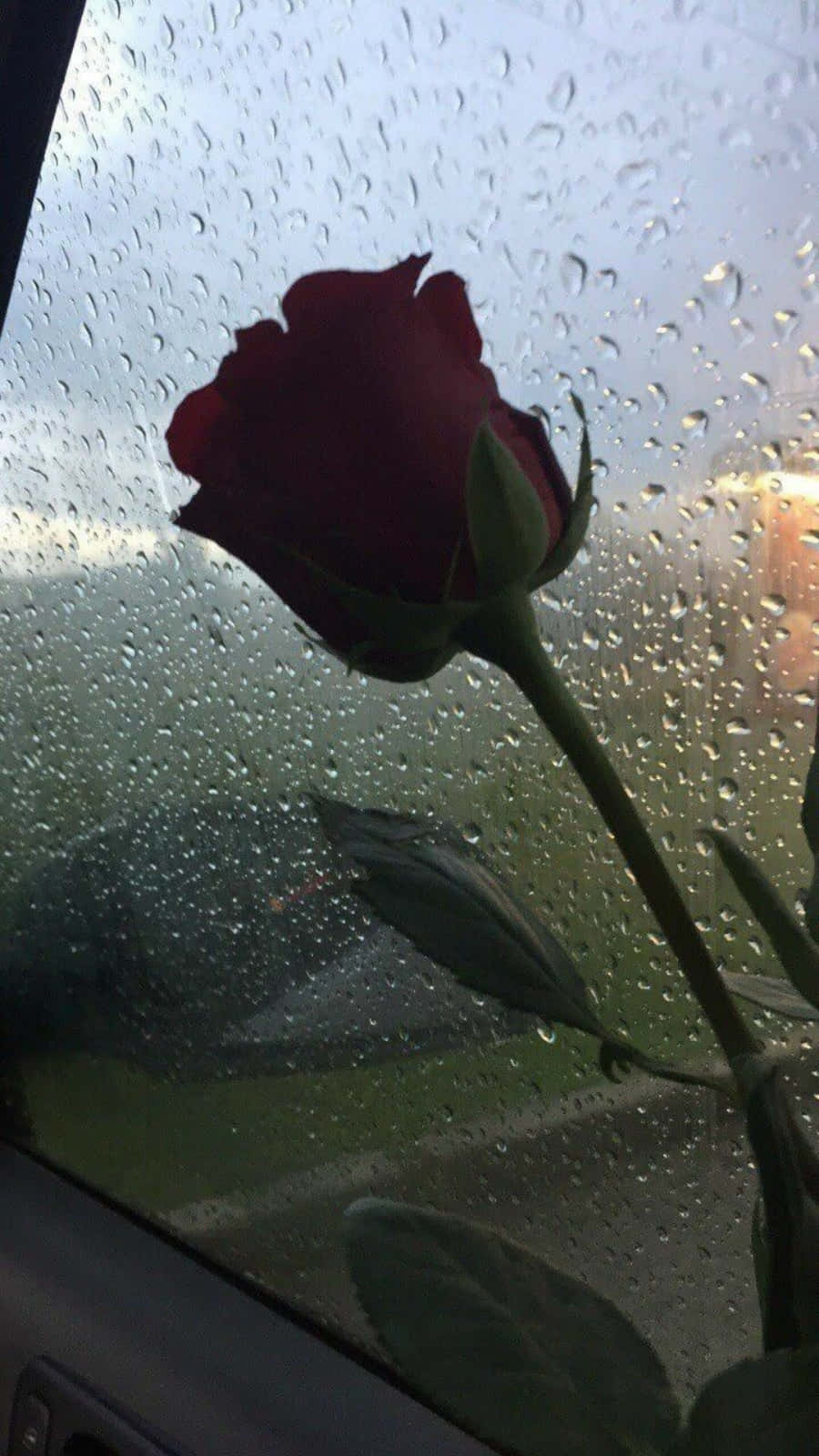 Æstetisk regnagtigt vindue og rød rose Wallpaper