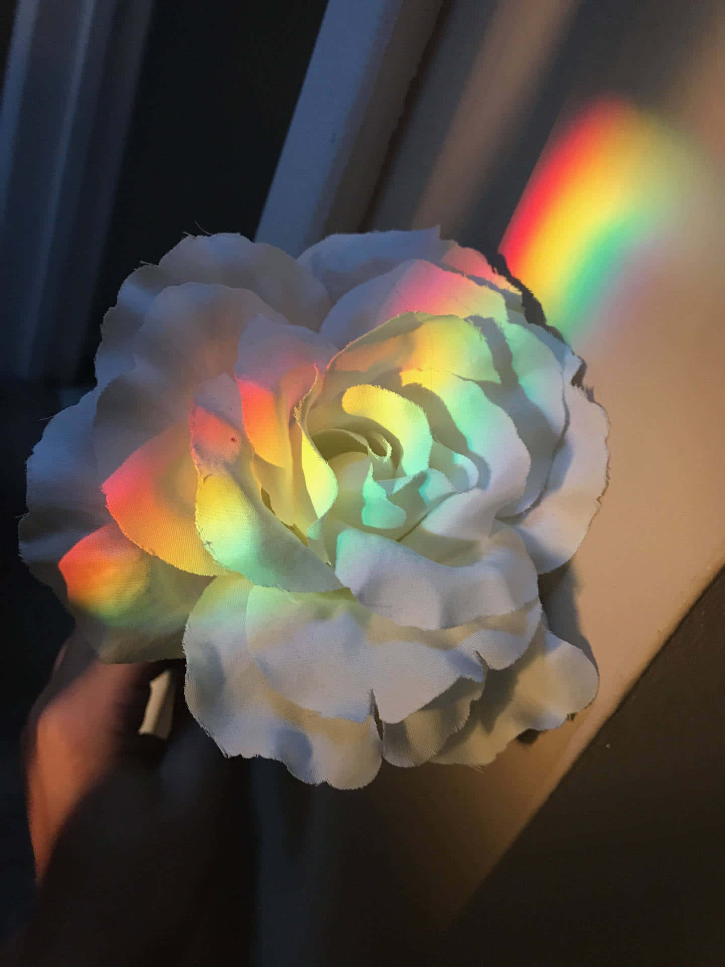 En person, der holder en blomst med regnbue lys, der skinner igennem den. Wallpaper