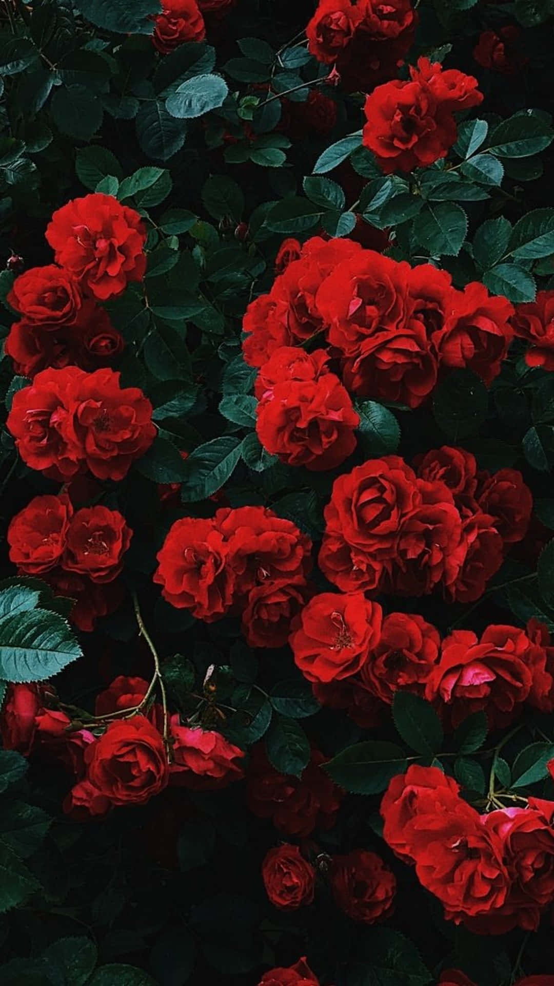 Garden Of Roses Aesthetic Red Background