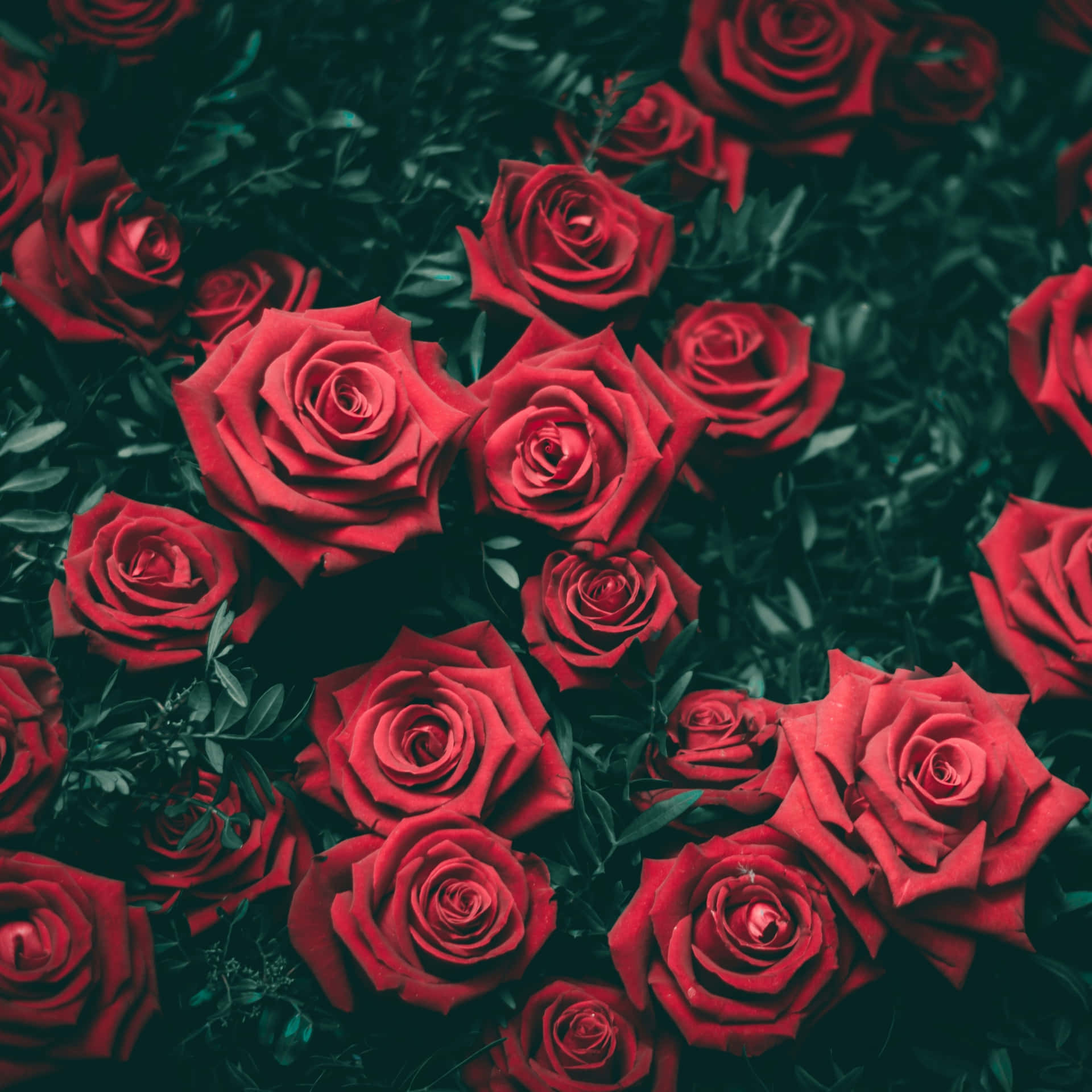 Blooming Roses Aesthetic Red Background
