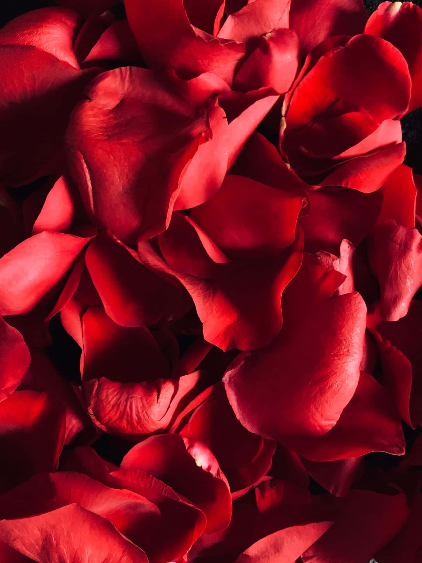 Rose Petals Aesthetic Red Background