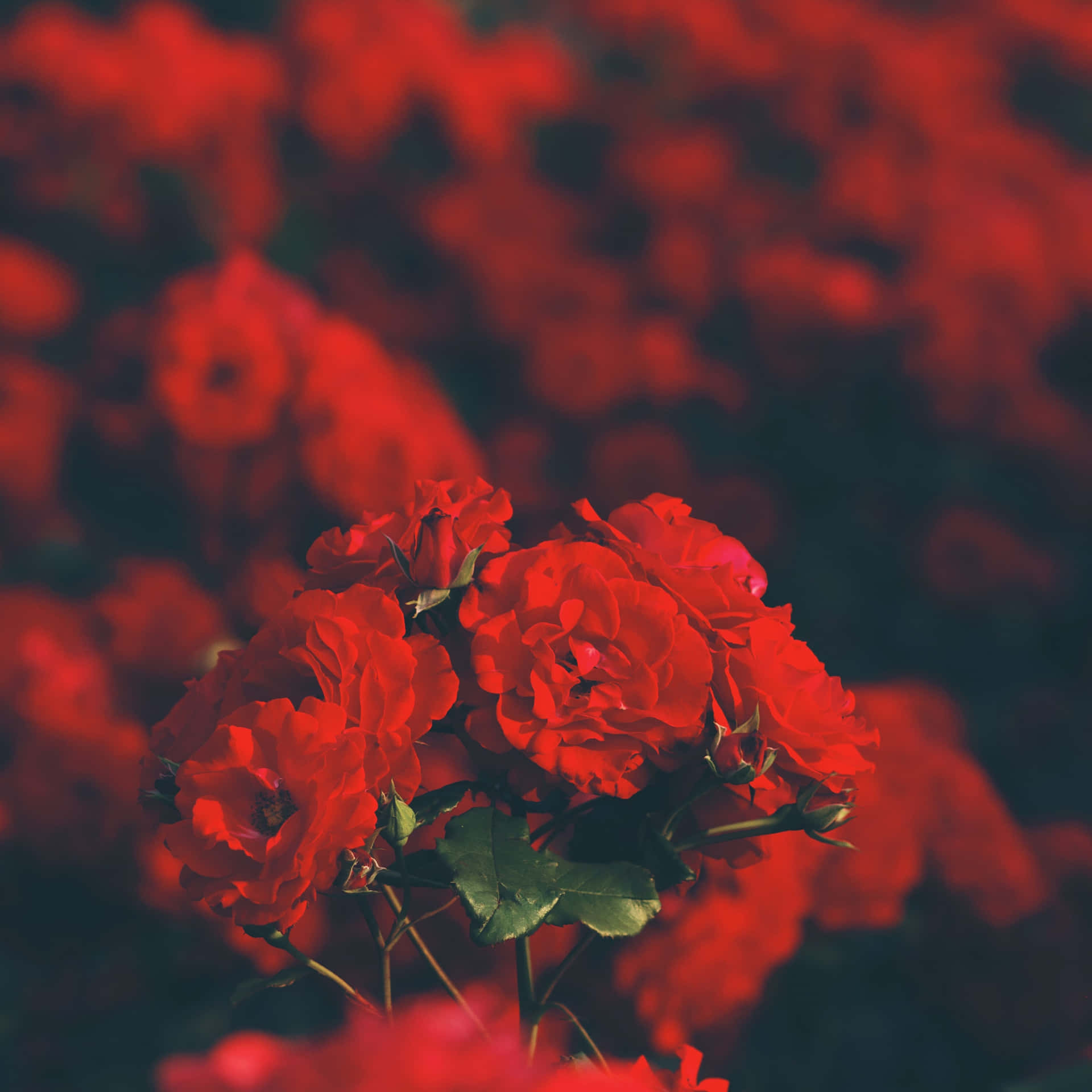 Ästhetischerroter Hintergrund Mit Einem Strauß Rosen