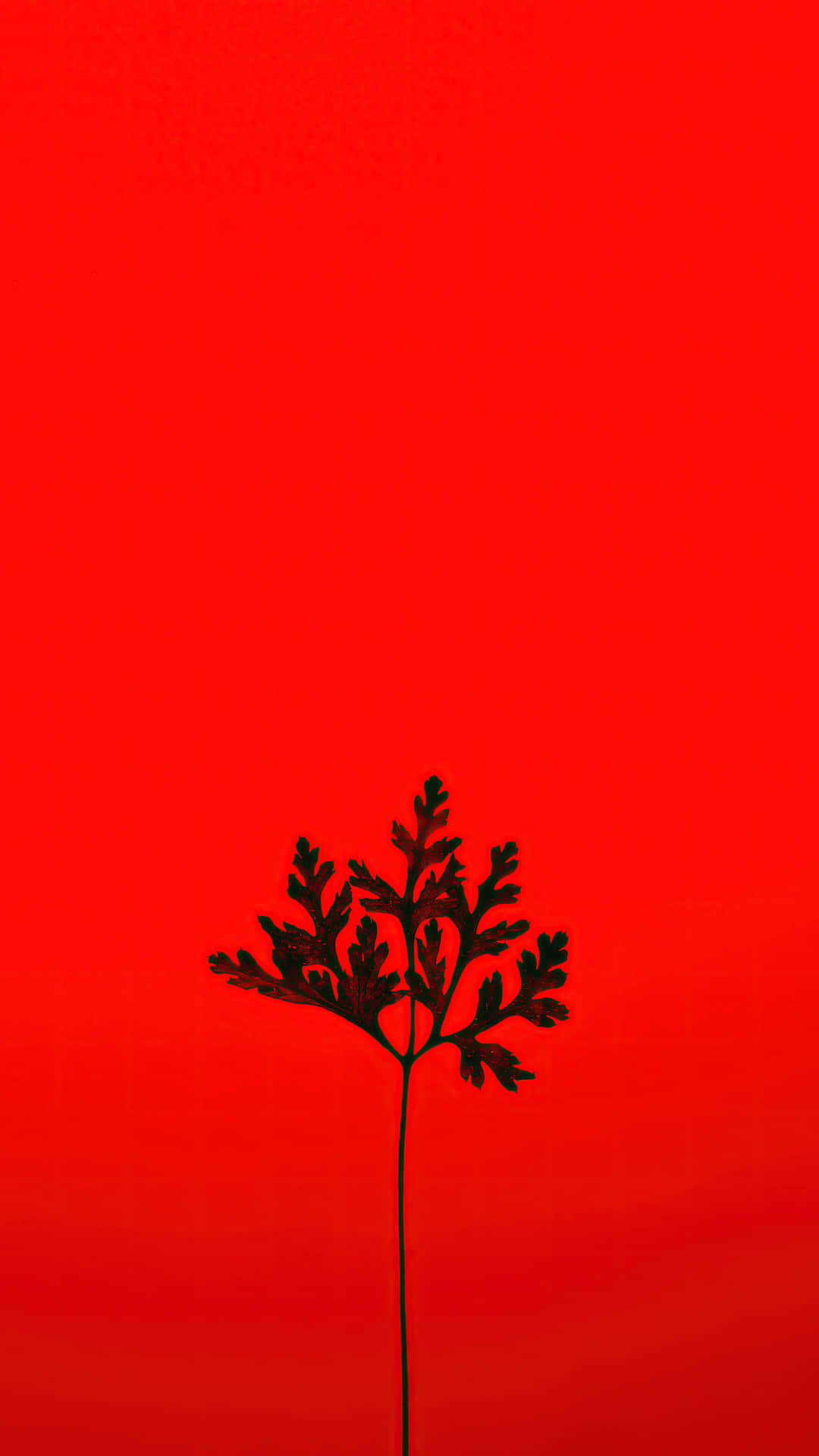 Aesthetic Red Tree Picture