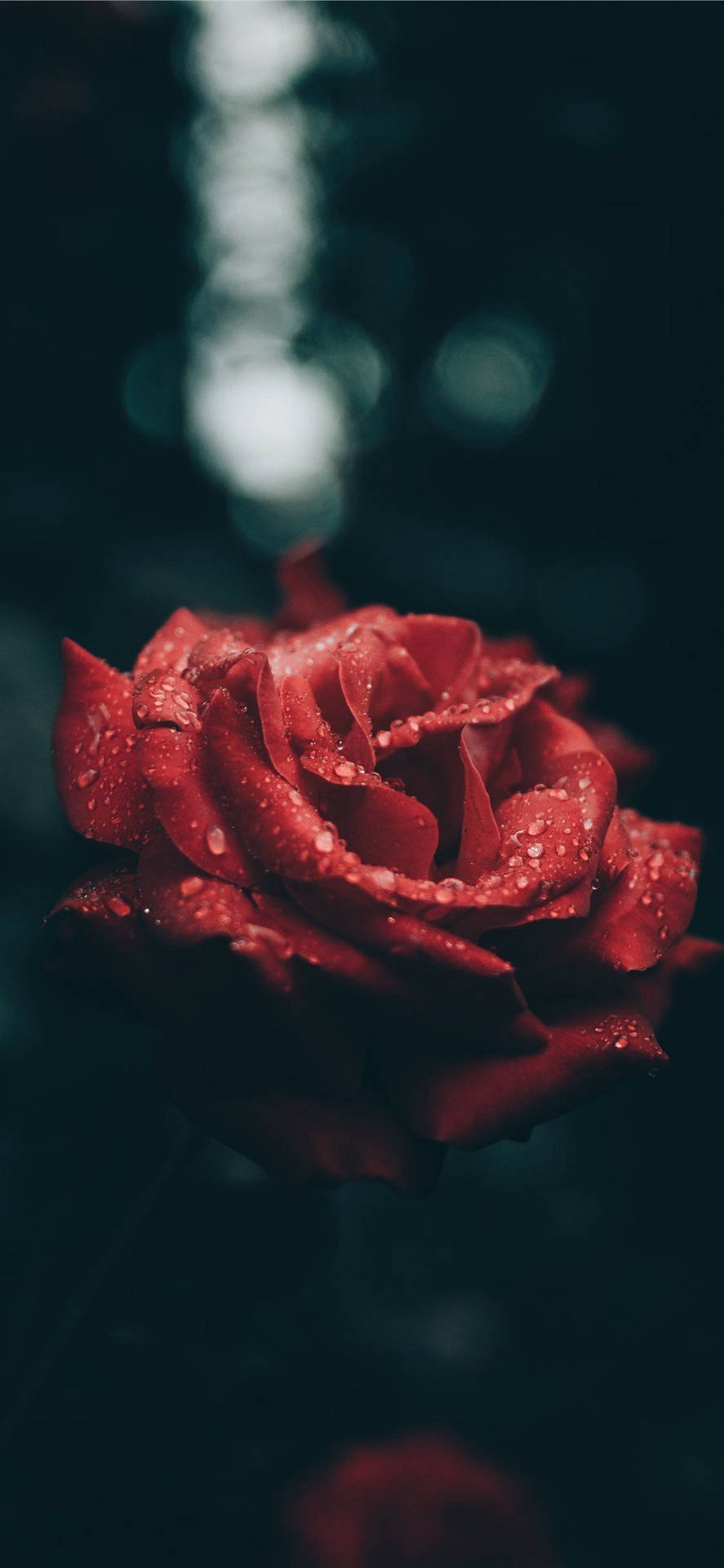 Aesthetic Red Rose For Iphone Background