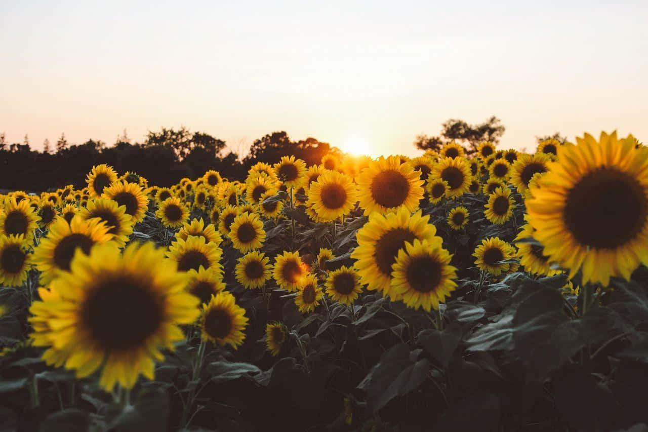 Sunflowers In The Field At Sunset Wallpaper