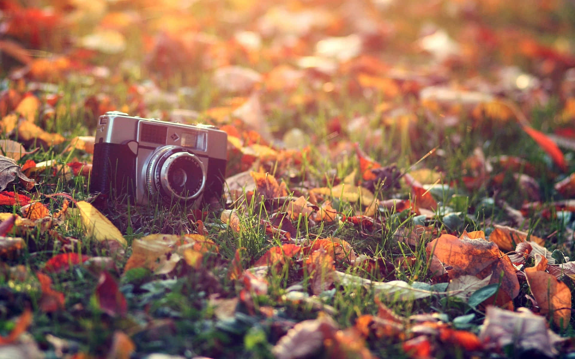 En kamera ligger i græsset med blade omkring det. Wallpaper