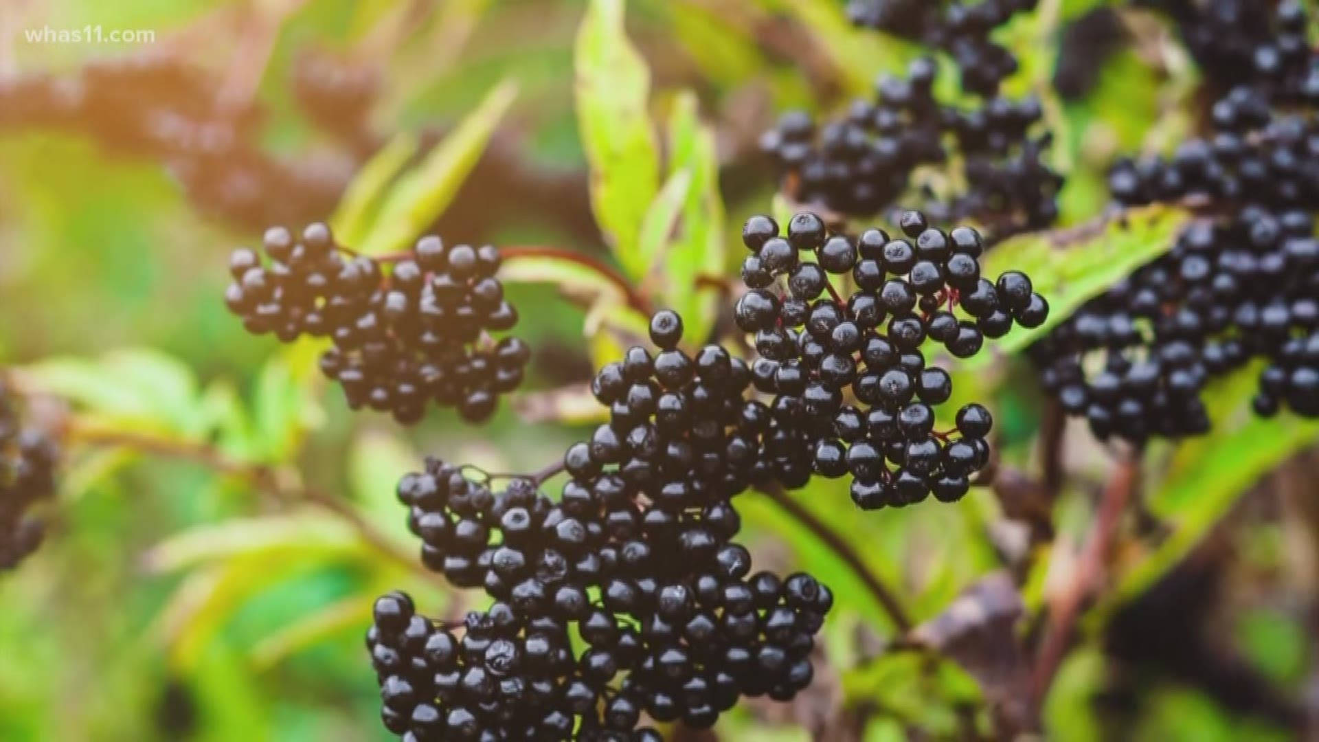 Frutasmaduras De Saúco Negro Estéticamente Atractivas. Fondo de pantalla