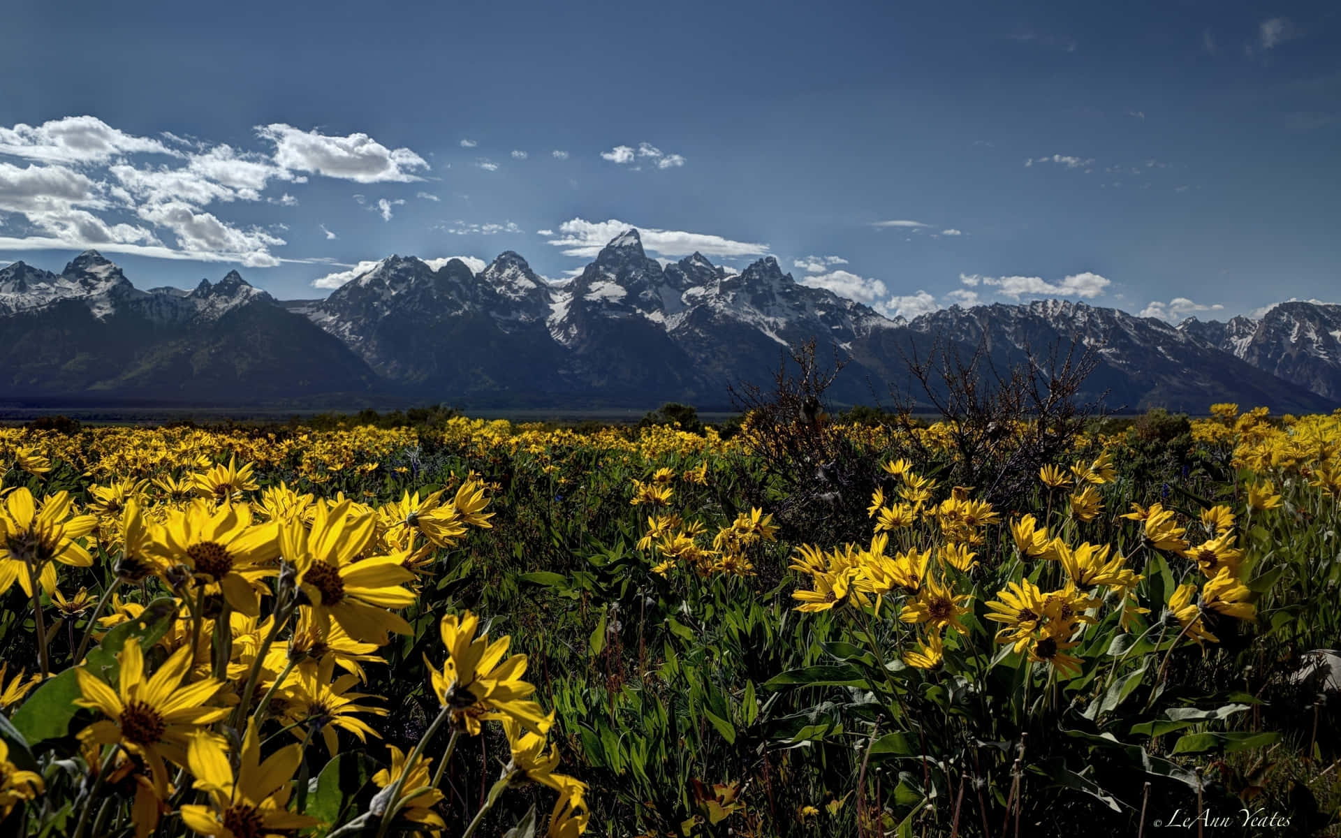 Aesthetic Rocky Mountains Sunflower Field Wallpaper