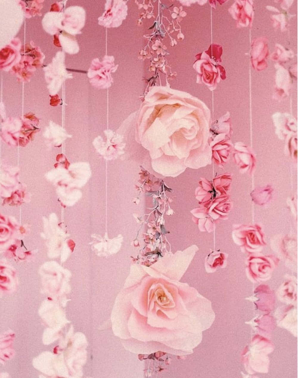 A Radiant Aesthetic Rose Background