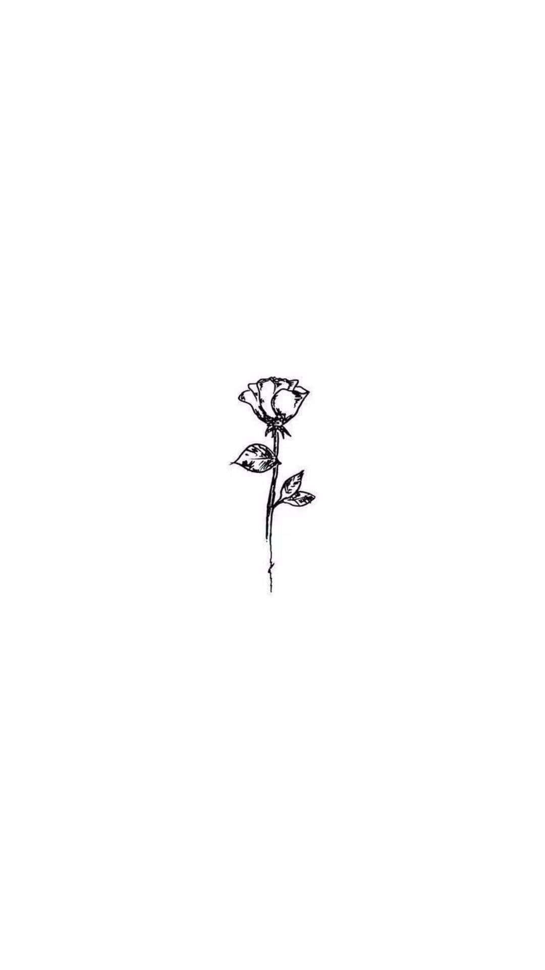 A Blooming Aesthetic Rose