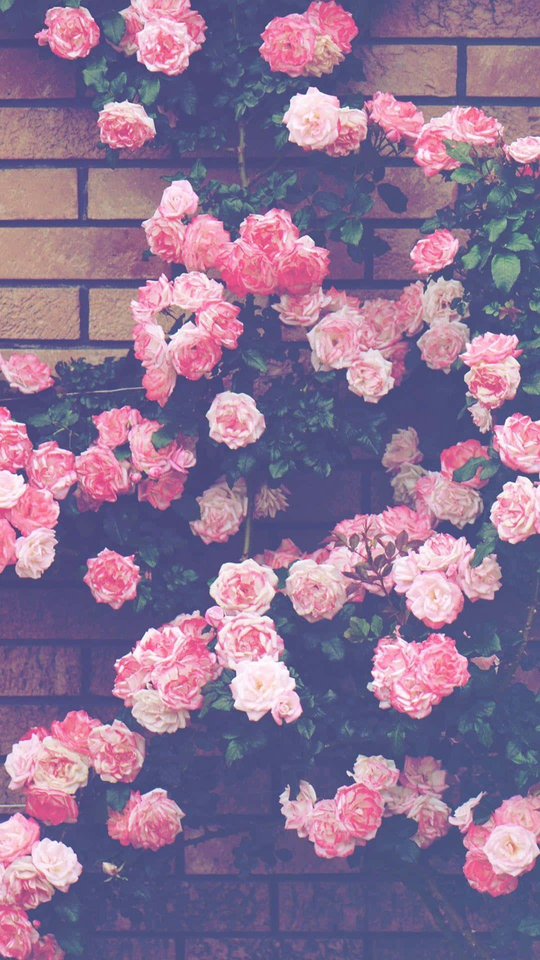 Aesthetic Pink Rose Background