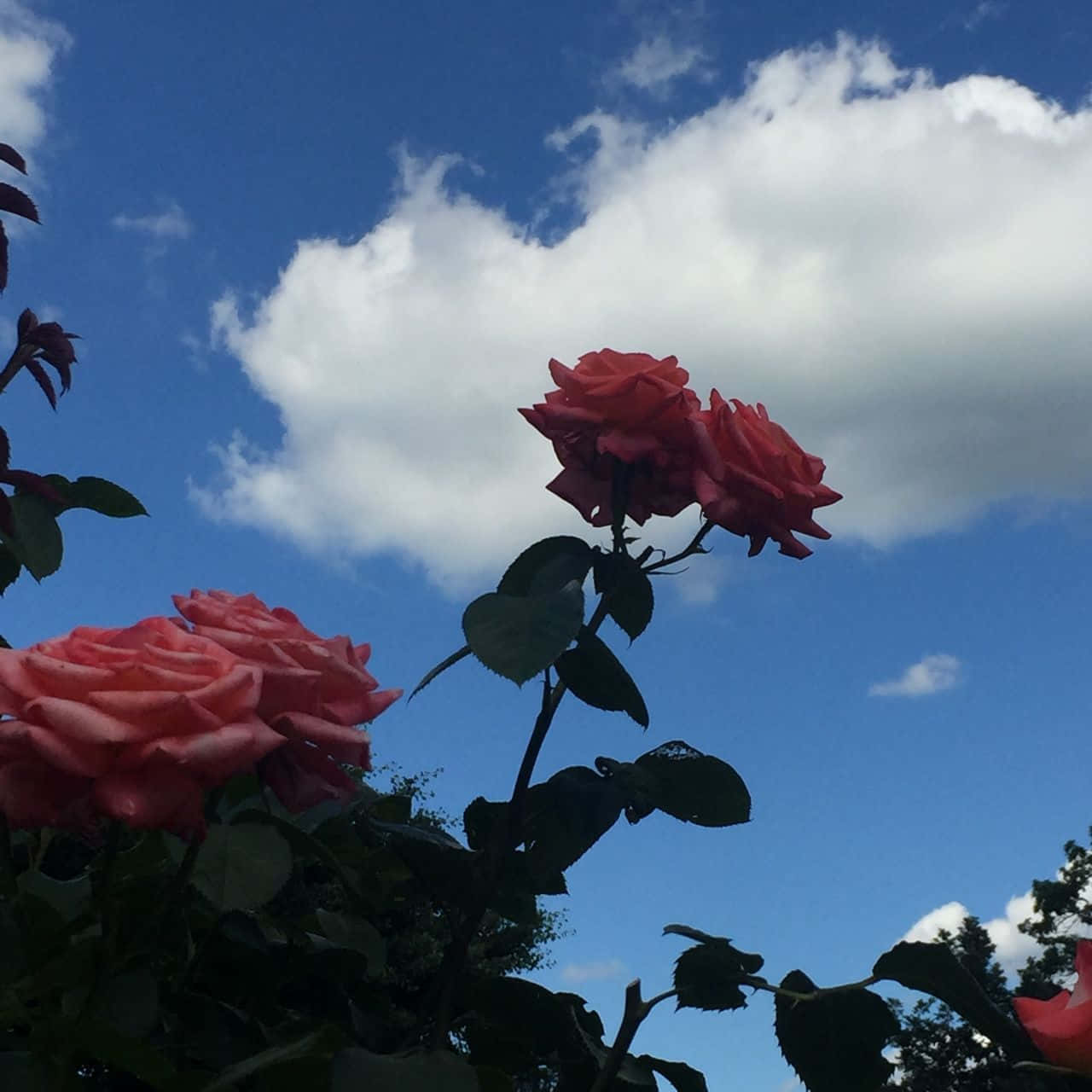 Elegant Aesthetic Rose Background