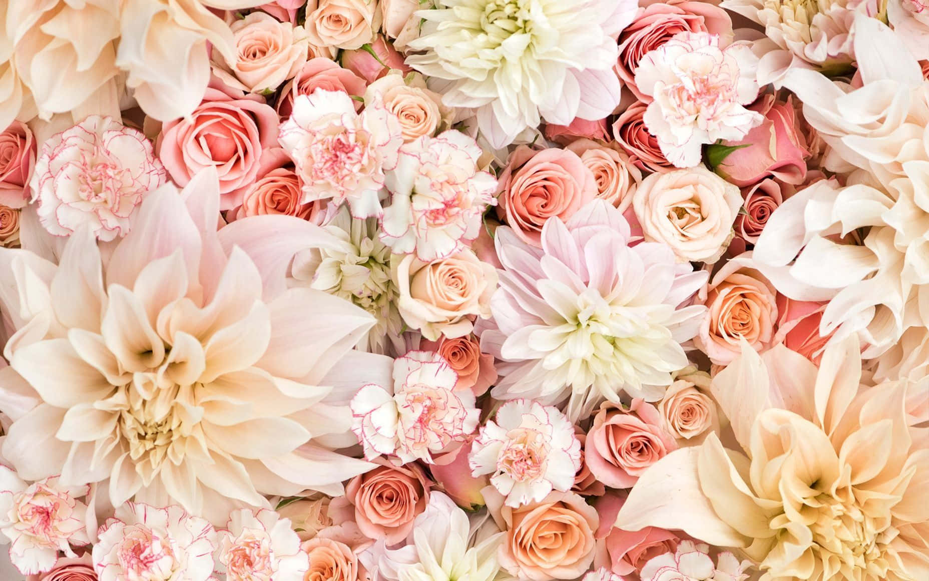 Blooming Aesthetic Rose Wallpaper