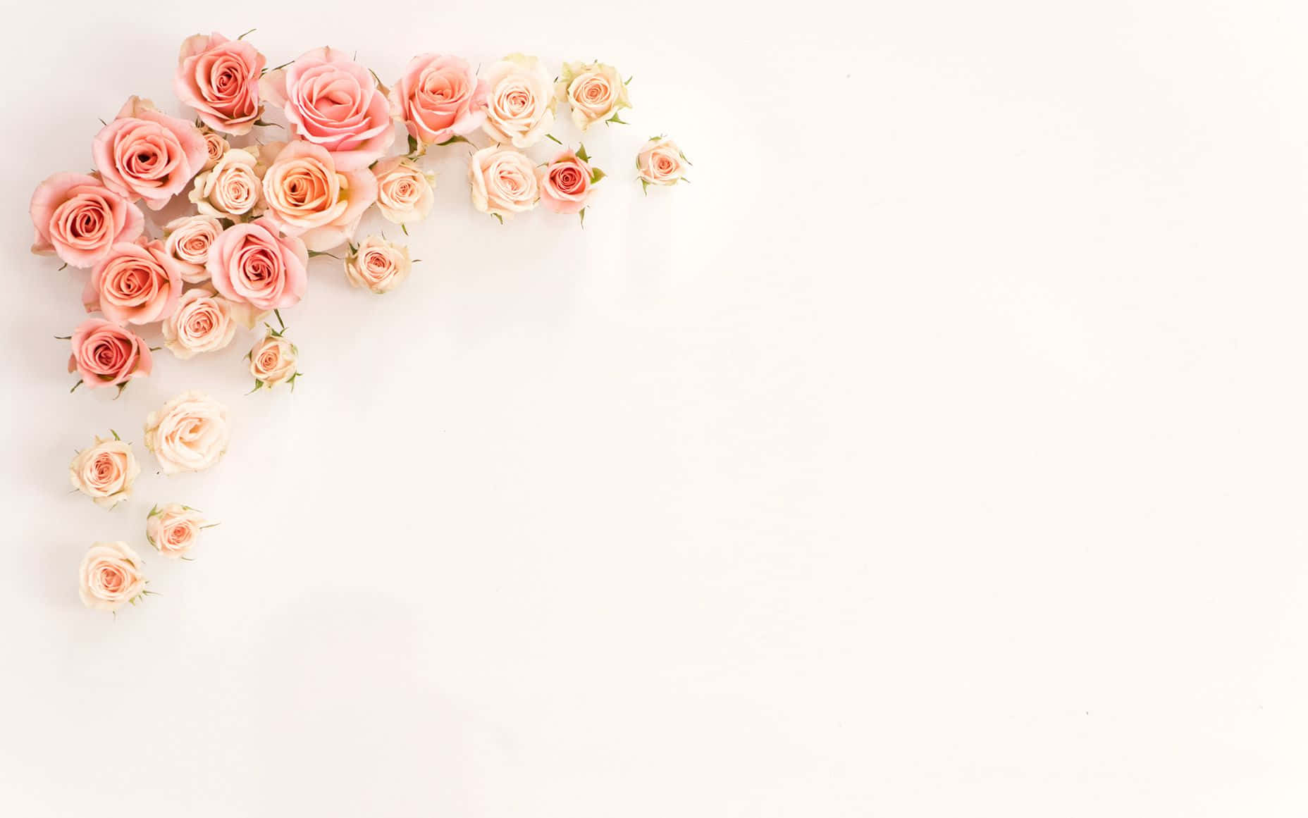 Elegant Aesthetic Rose Blooming in Vibrant Colors