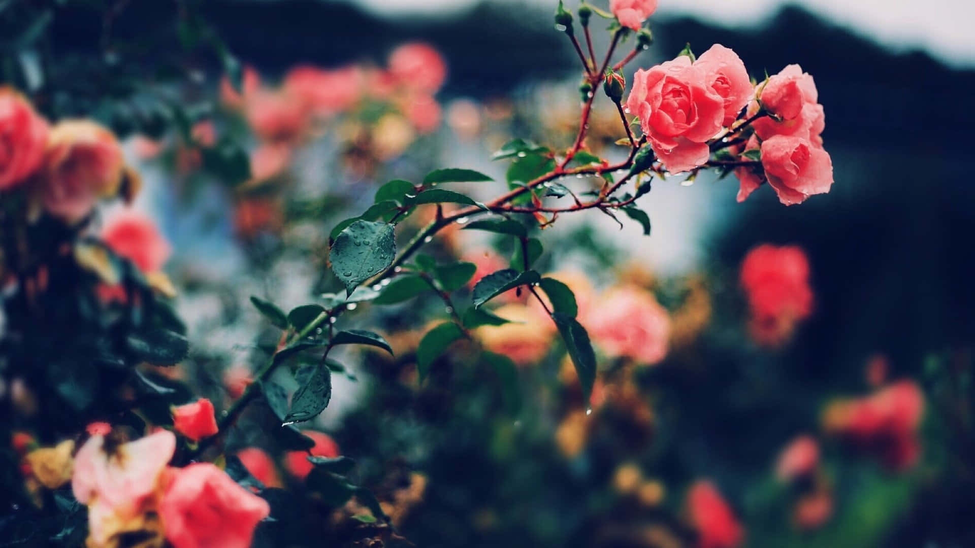 Download Aesthetic Rose 1920 X 1080 Background | Wallpapers.com