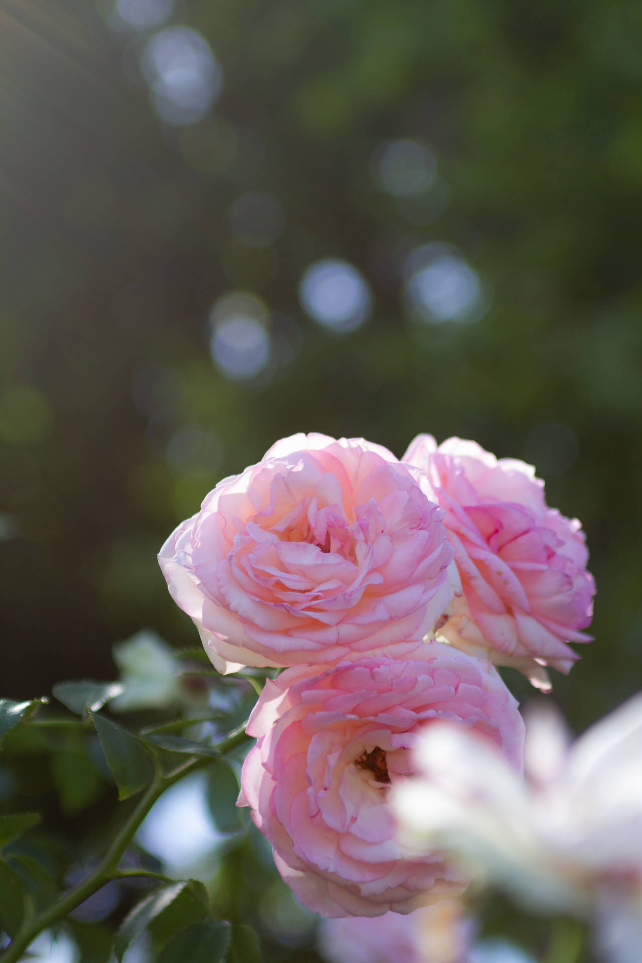 Aesthetic Rose Blooming During Daytime Wallpaper