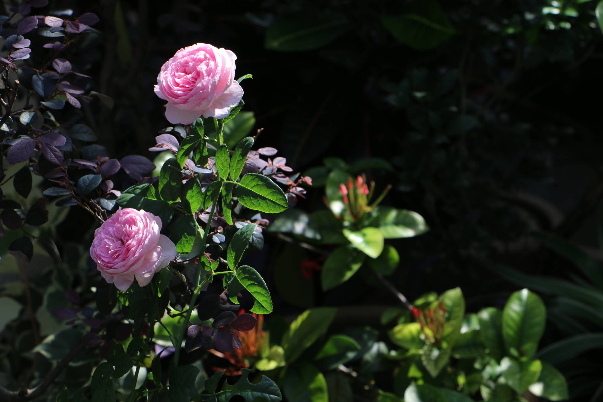 Aesthetic Rose Flower Bush Wallpaper