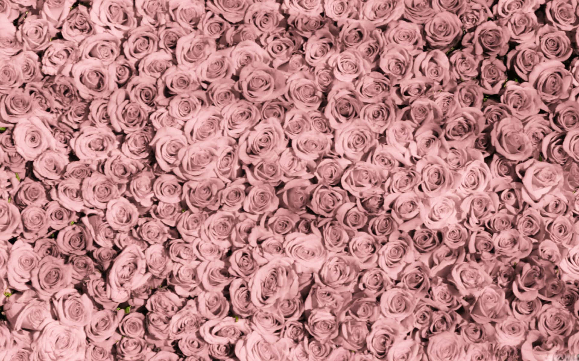 Download Refreshingly Beautiful Aesthetic Rose Gold Background |  