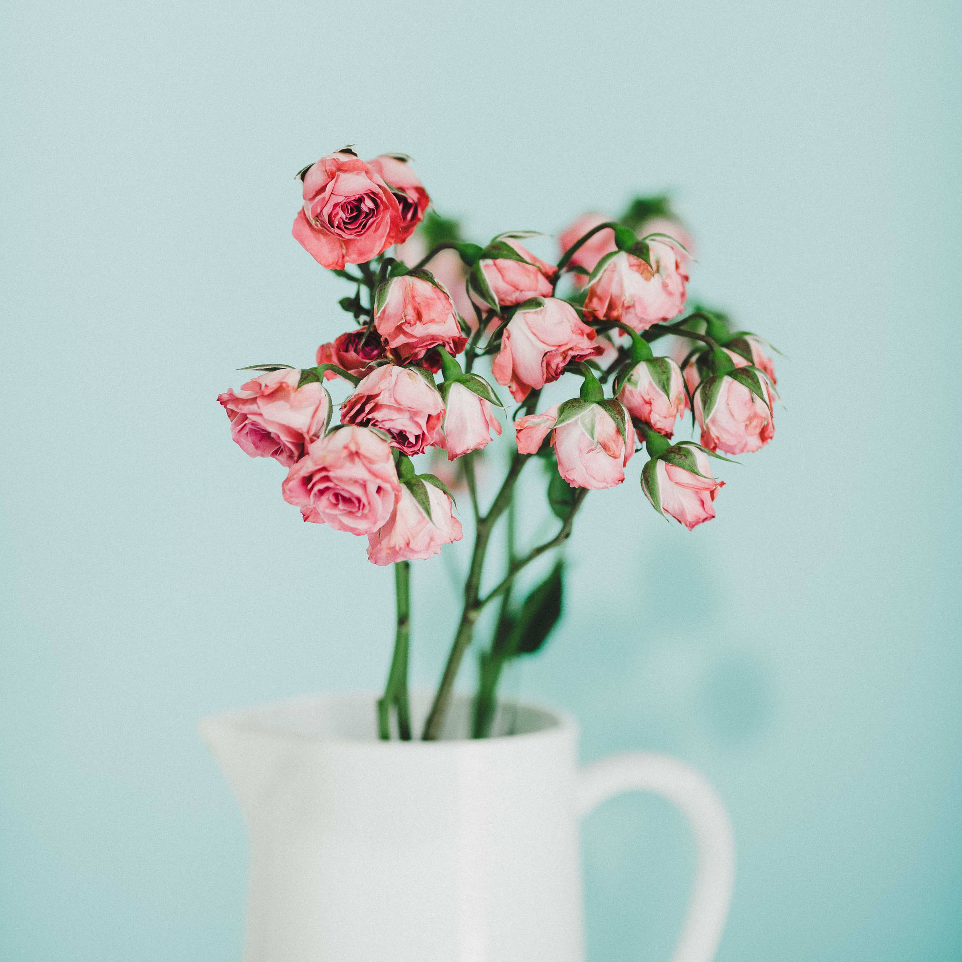 Aesthetic Rose White Pitcher