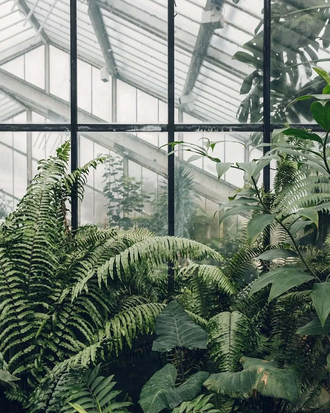 Ferns And Plants In A Greenhouse