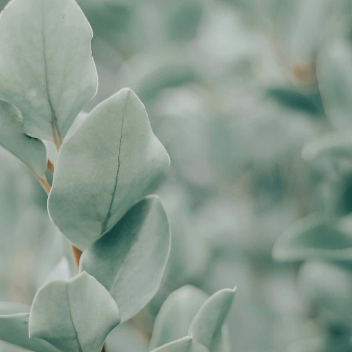 Estetiskscen Med Salvia Grön Natur