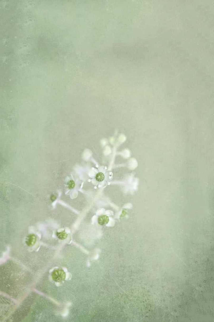 Encantootoñal En Verde Estético Salvia