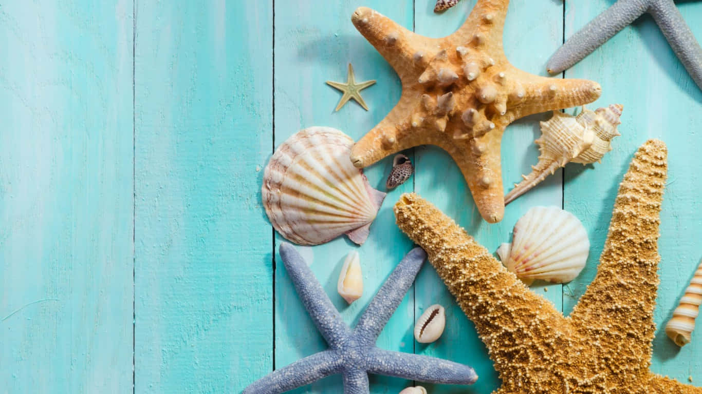 Aesthetic Seashells And Starfish Wallpaper