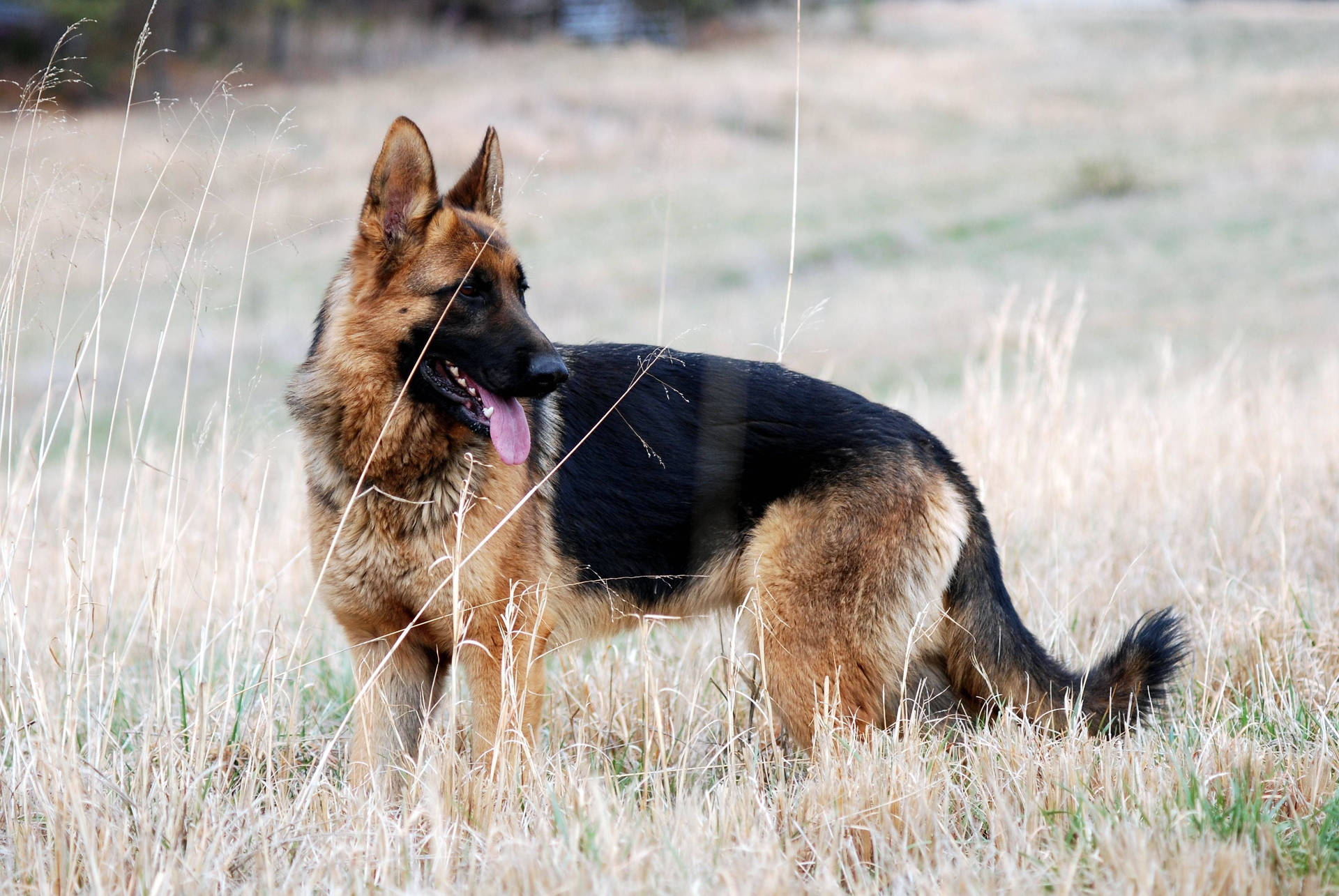 Aesthetic Shot German Shepherd Dog Wallpaper