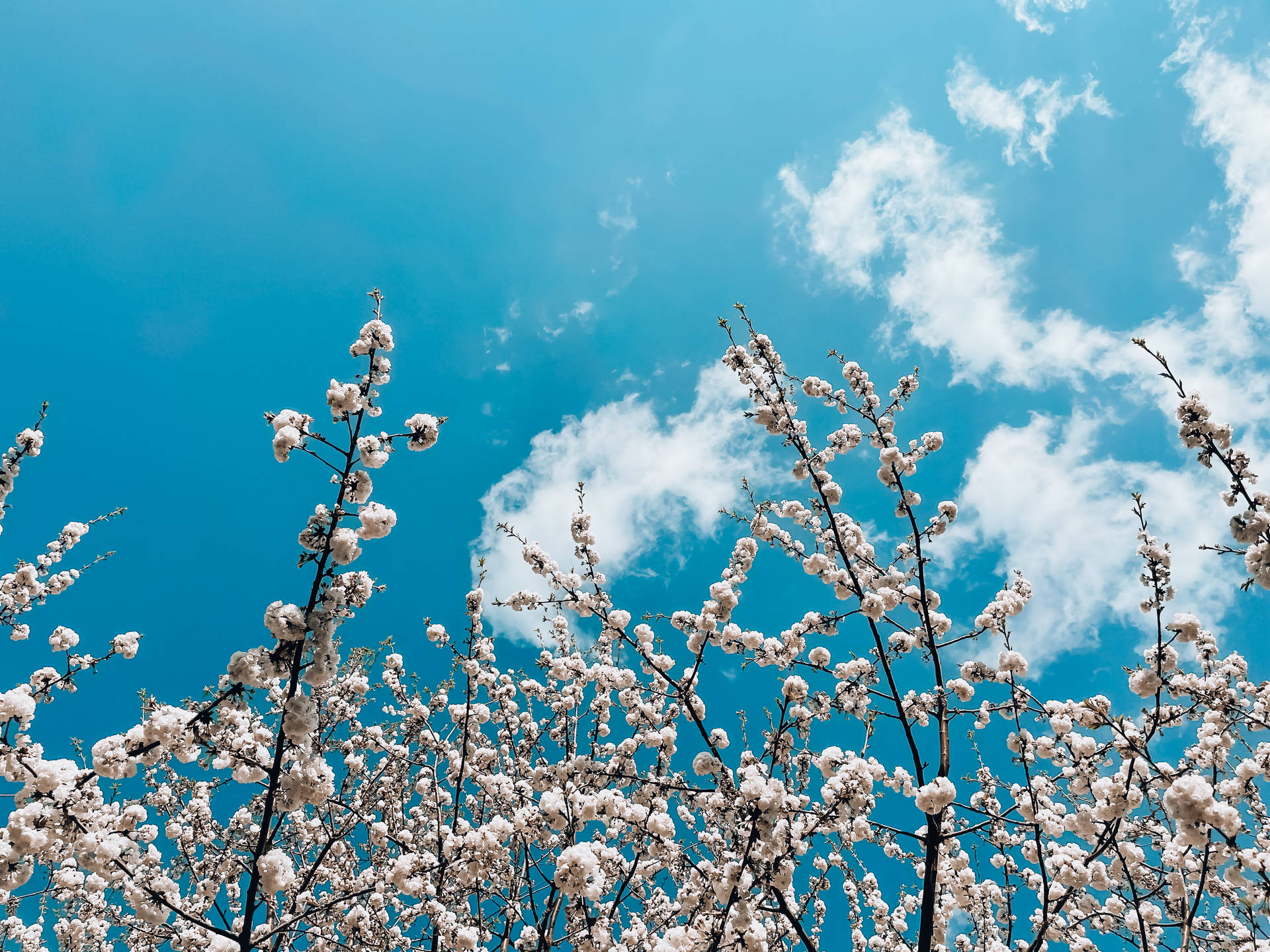 Aesthetic Sky And White Spring Blooms Wallpaper