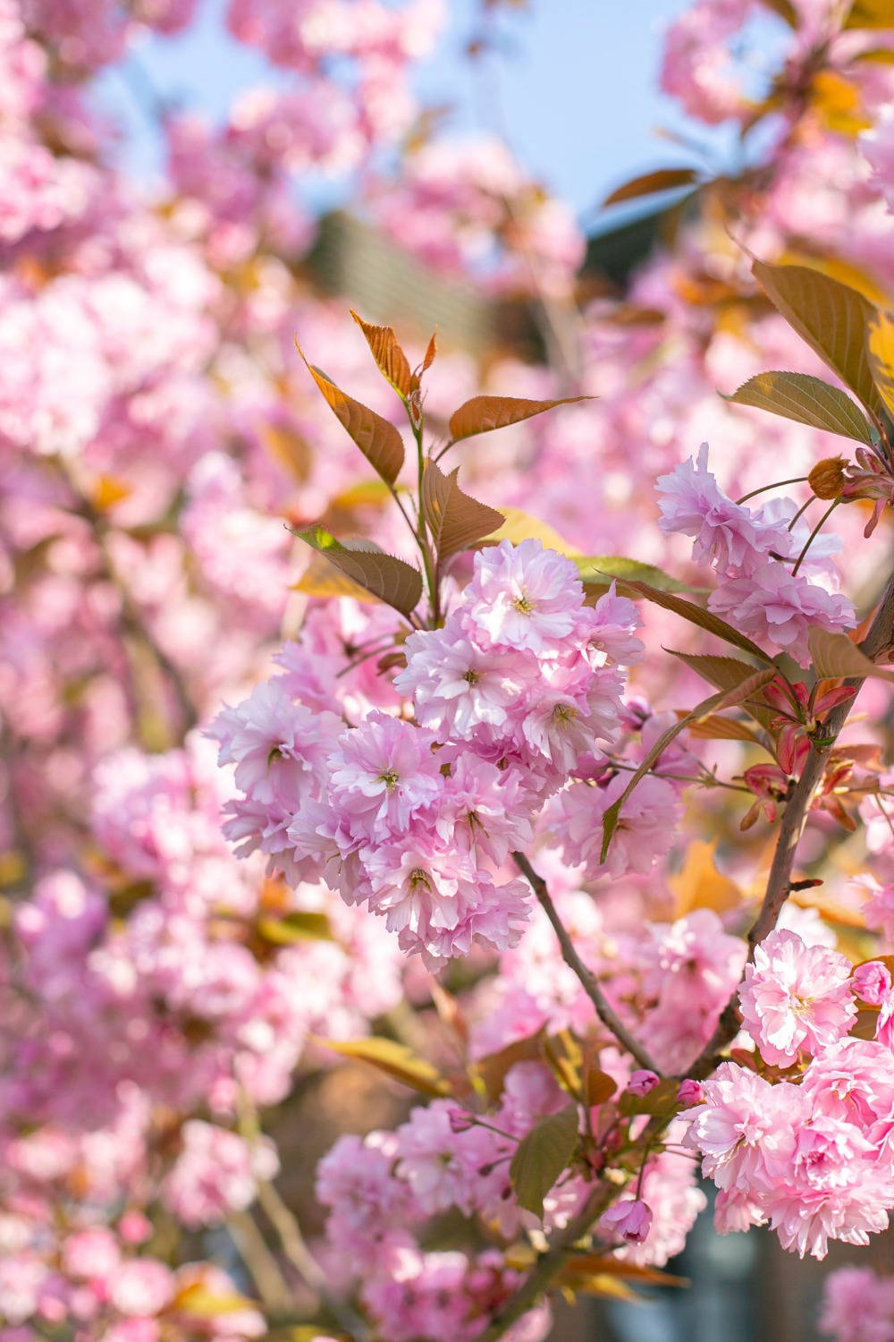 Billede Glæden og Skønheden af Foråret Wallpaper