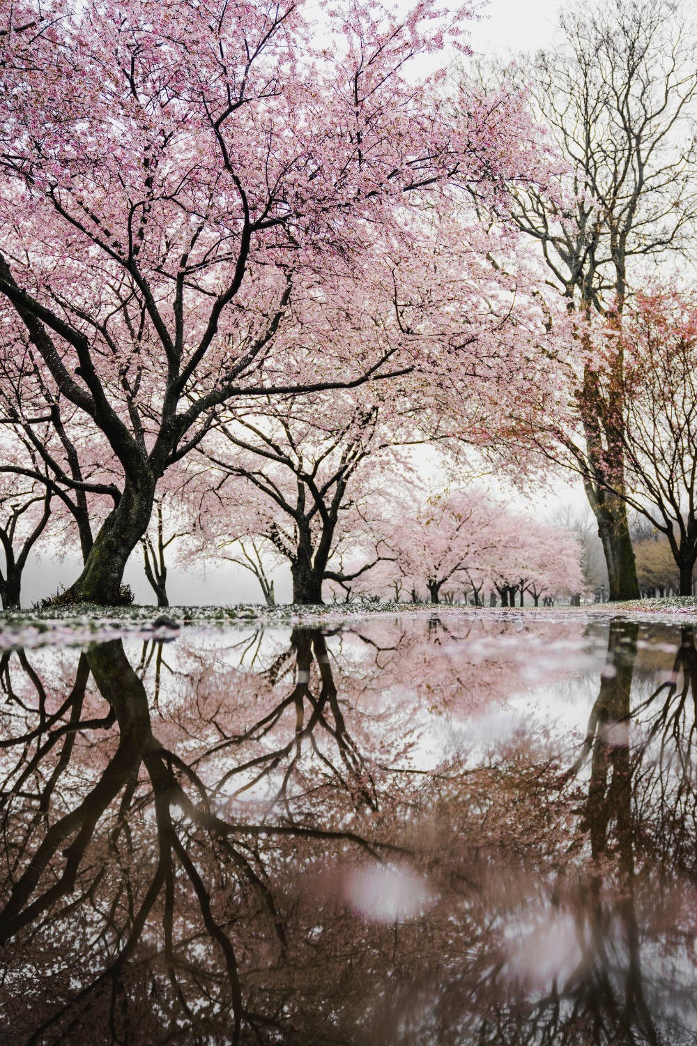 Nyd skønheden af naturen med en fredfyldt spadseretur gennem en blomstrende Æstetisk Forår. Wallpaper