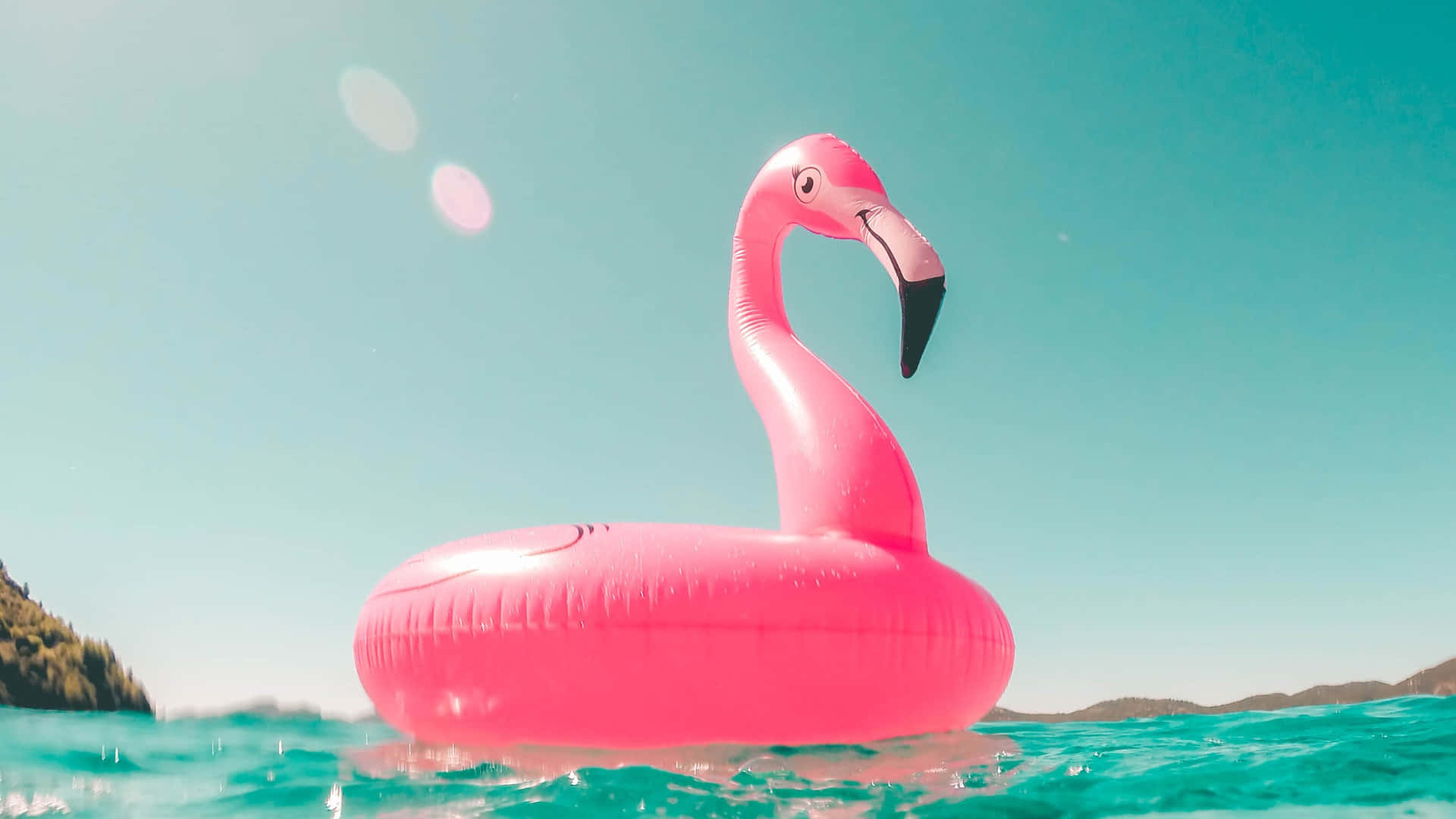 Estetisksommarbild Med Flamingo I Poolen.