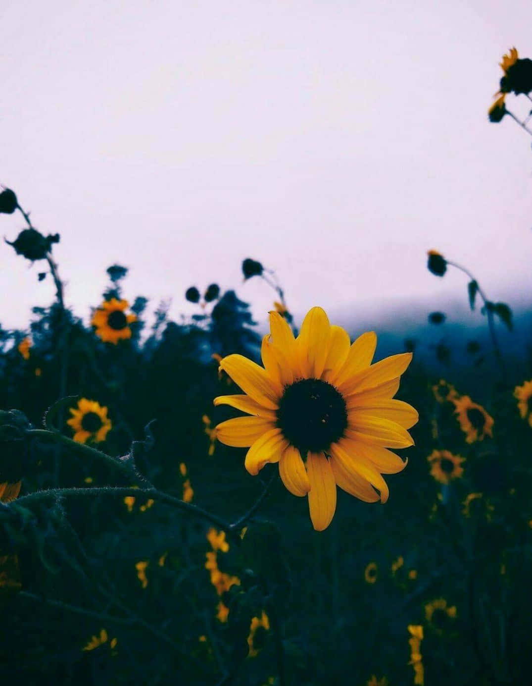 Aesthetic Sunflower Against White Background