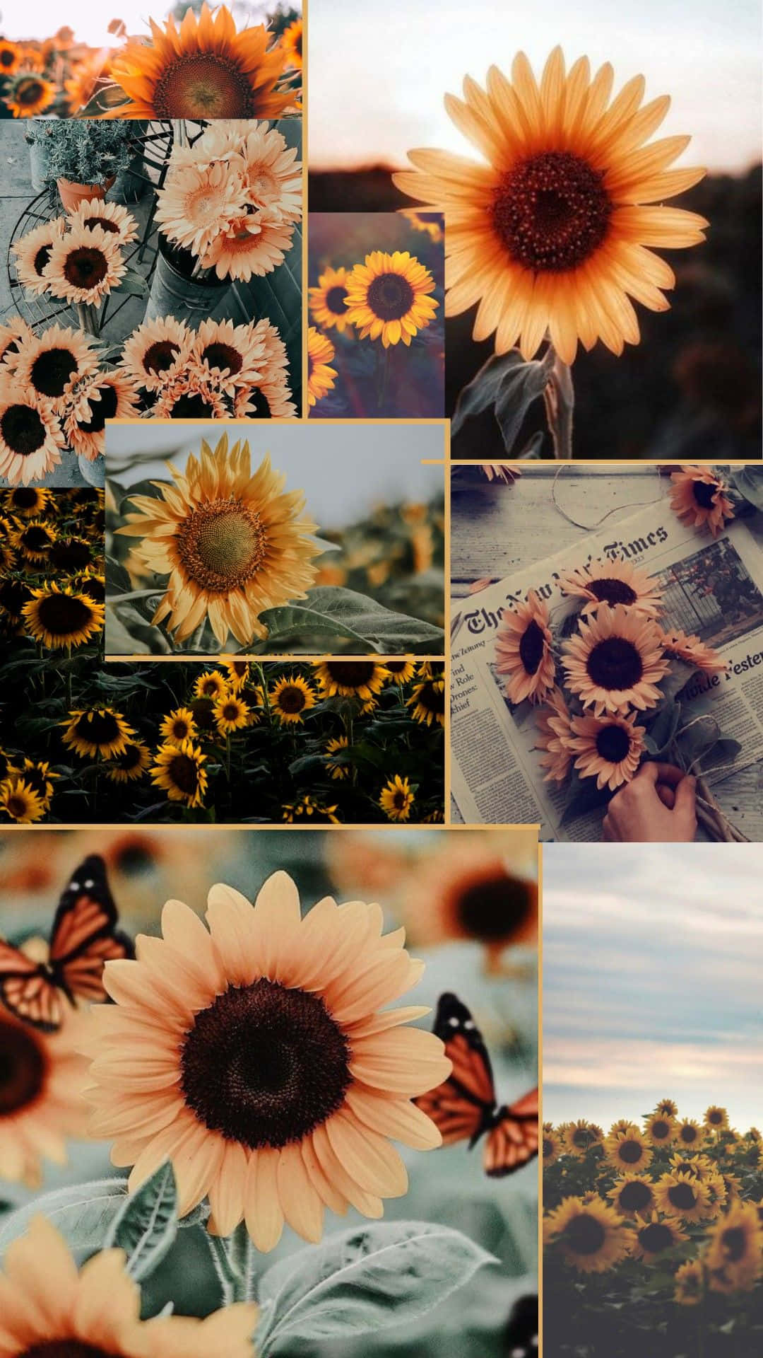 An Aesthetic Sunset with a Vibrant Sunflower