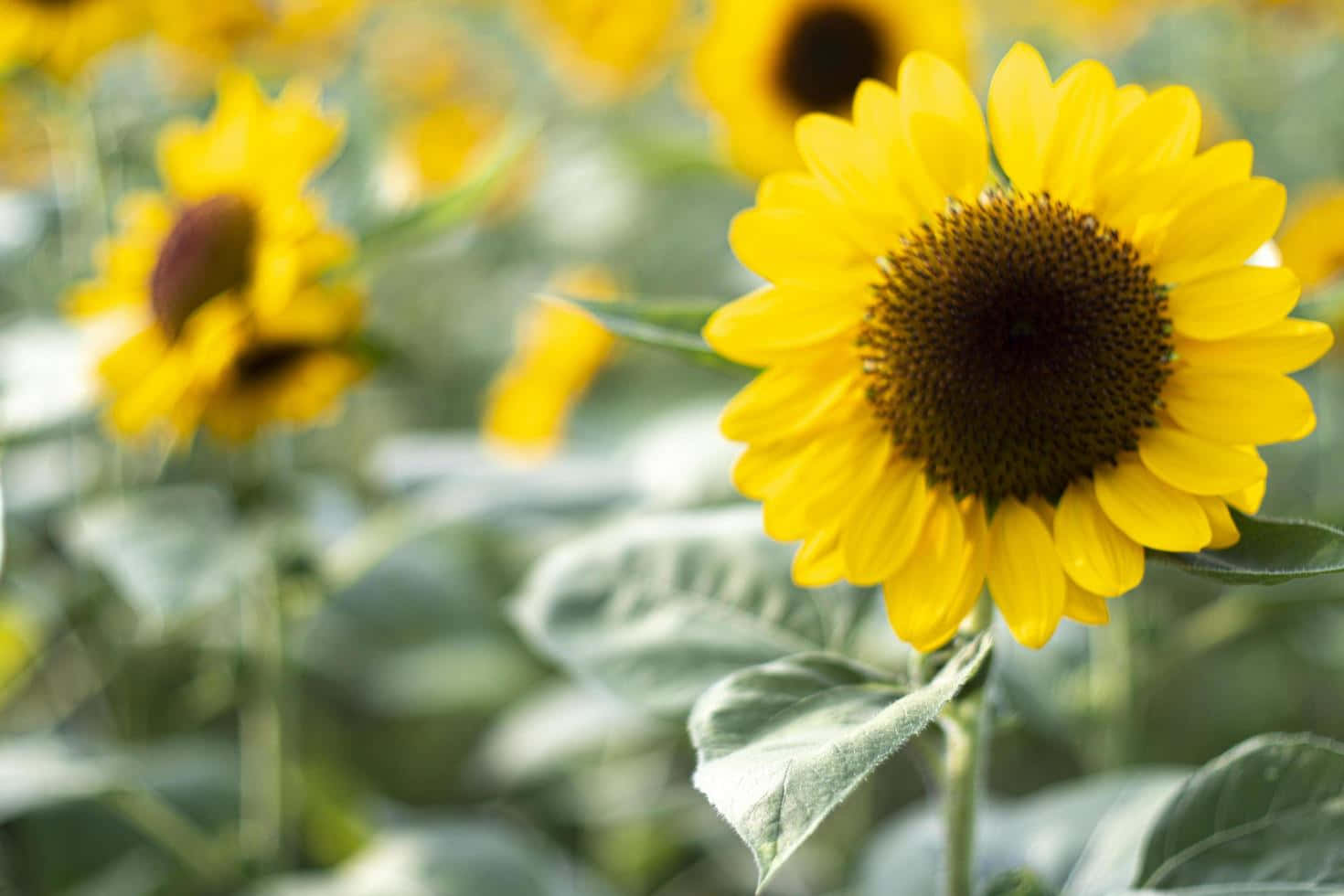 Make life bloom with a stunning aesthetic sunflower background
