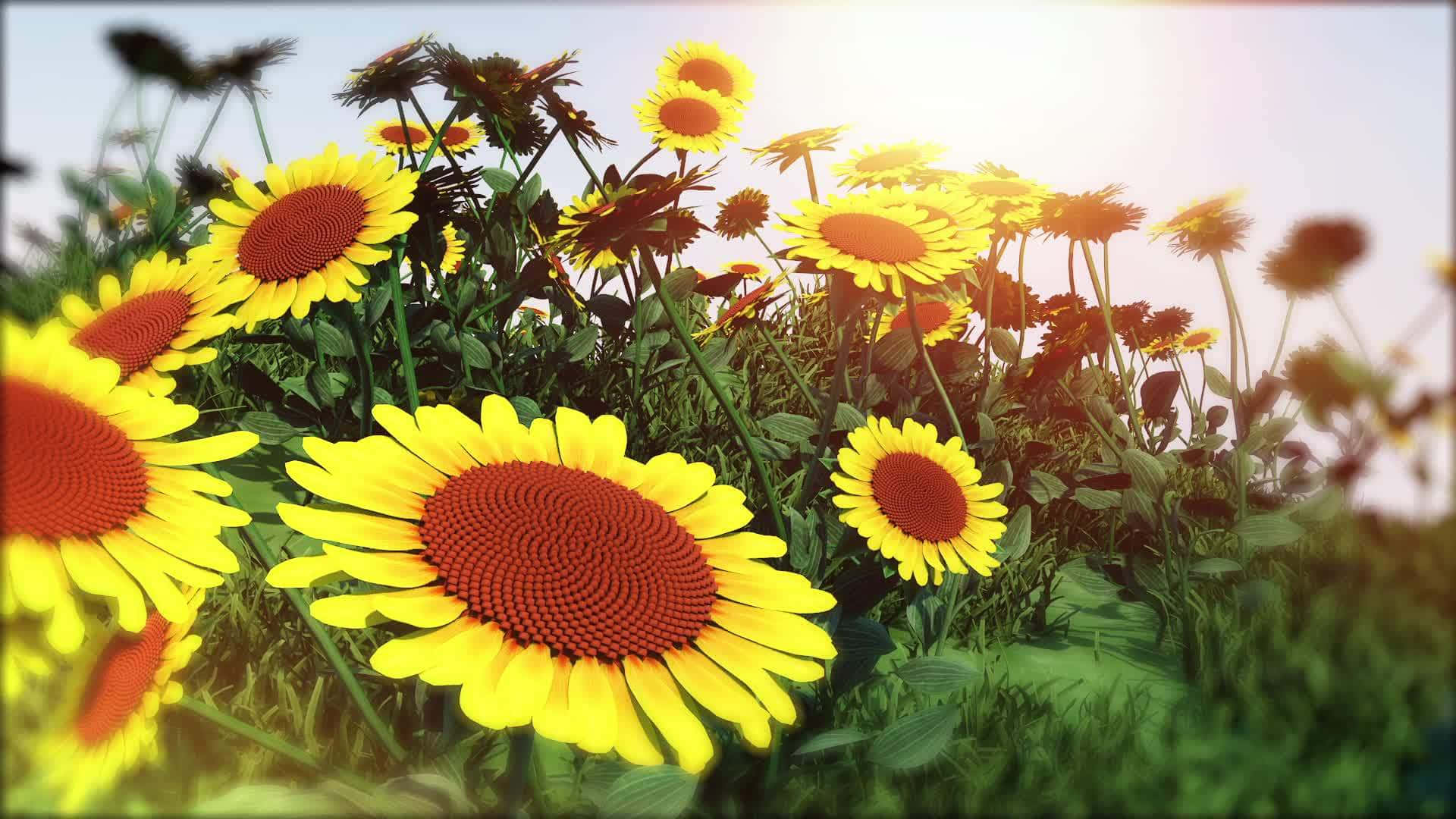 •  Celebrate the beauty of nature with a stunning aesthetic sunflower background