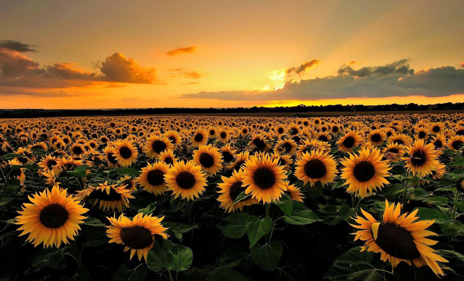 Enjoying the Beauty of a Vibrant Sunflower