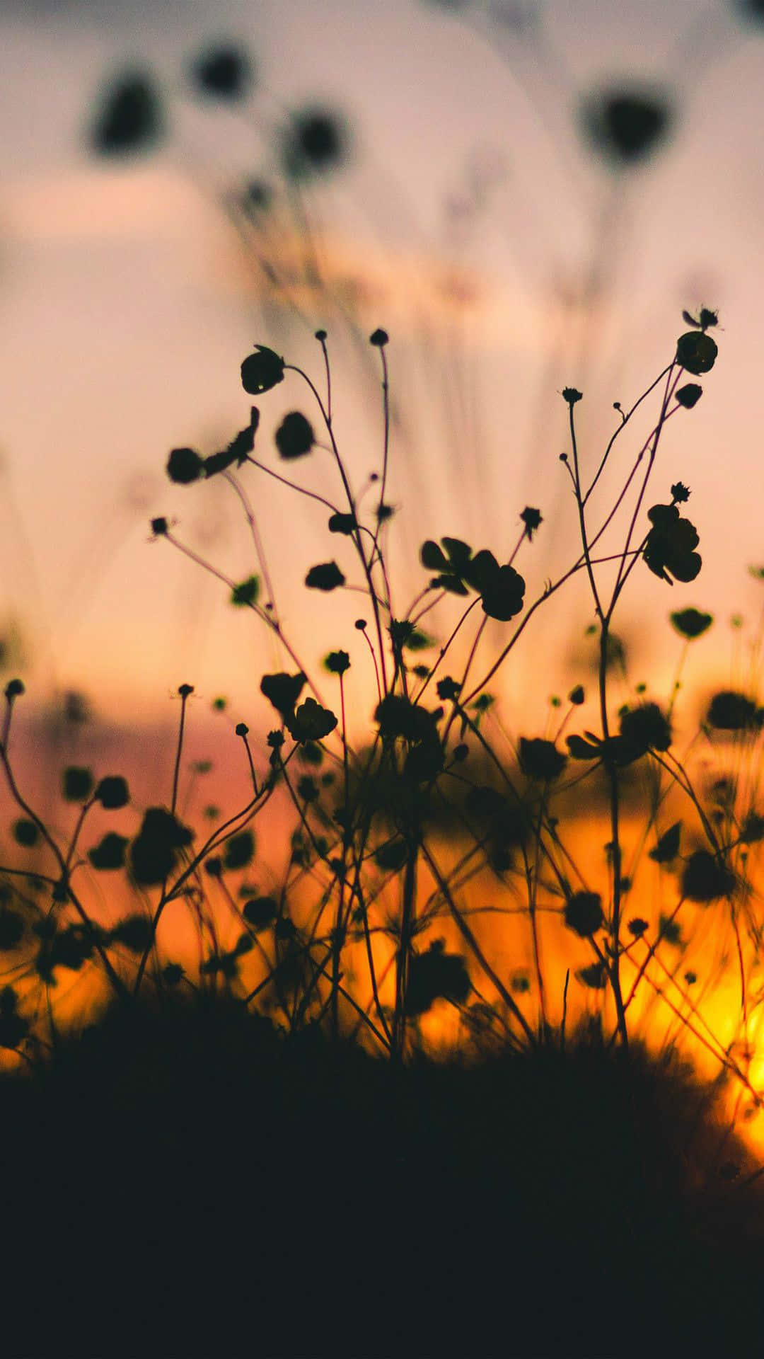 Genießensie Die Schönheit Des Abends Mit Einem Wunderschönen Ästhetischen Sonnenuntergangs- Iphone-hintergrundbild. Wallpaper
