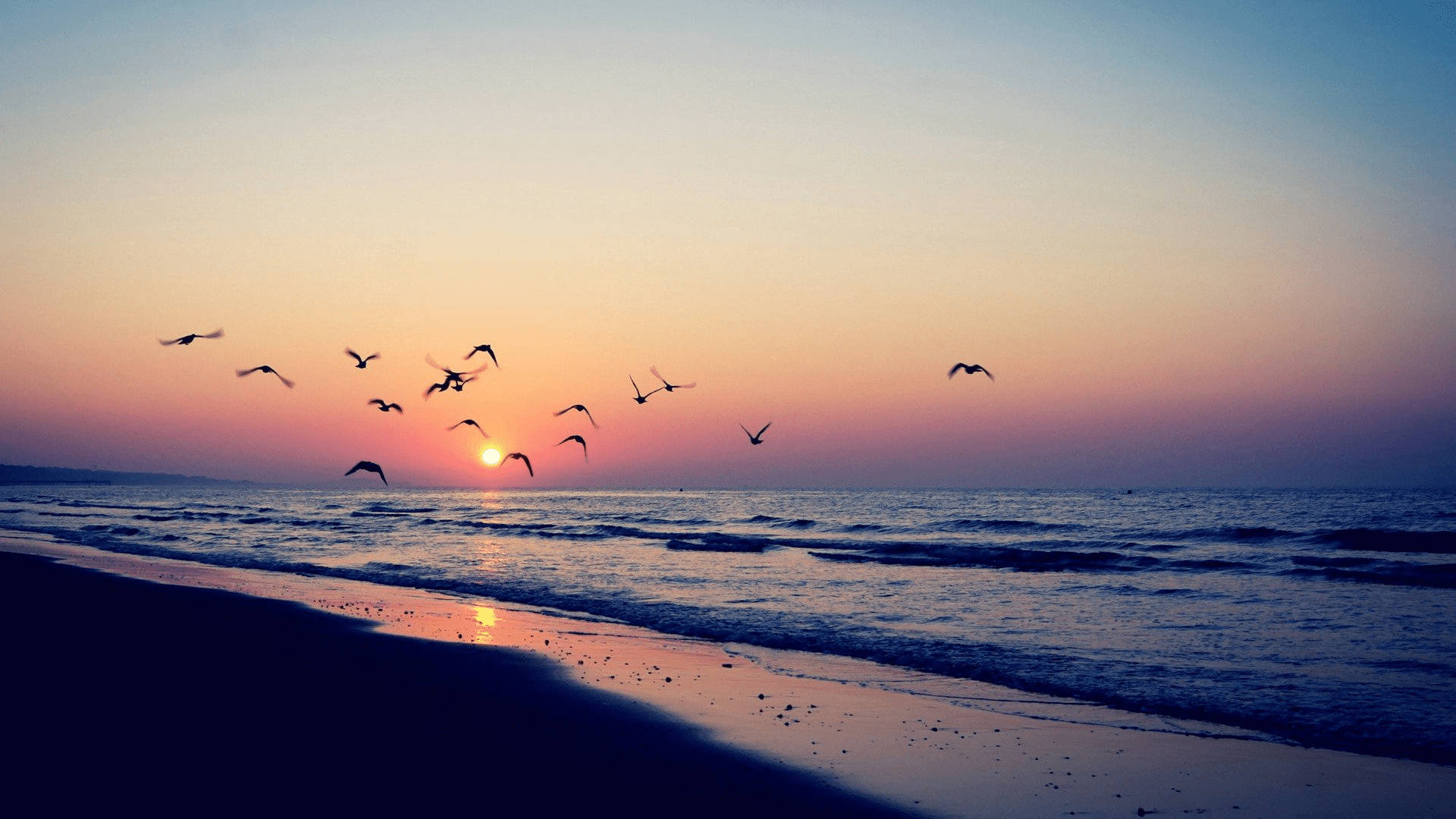Aesthetic Sunset With Ocean Birds Wallpaper