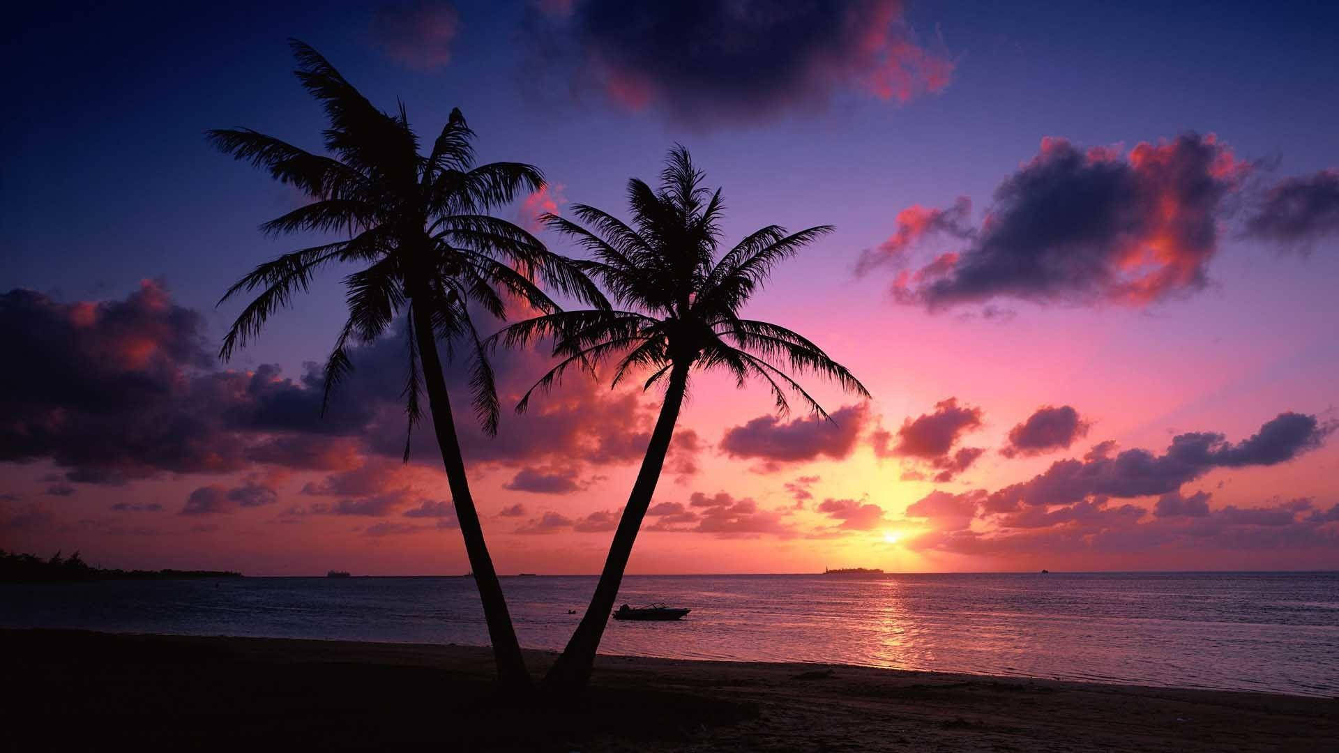 Æstetisk solnedgang med palme silhuetter Wallpaper