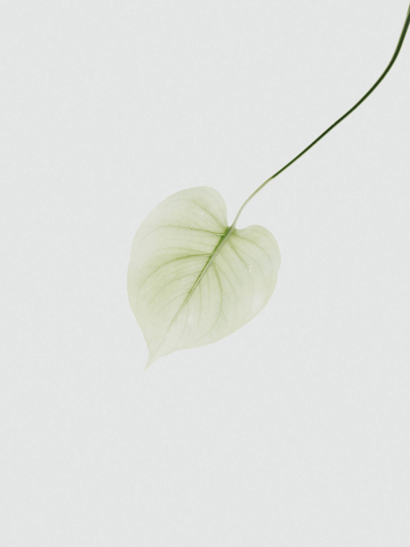 A beautiful transparent leaf showing off its delicate veins. Wallpaper