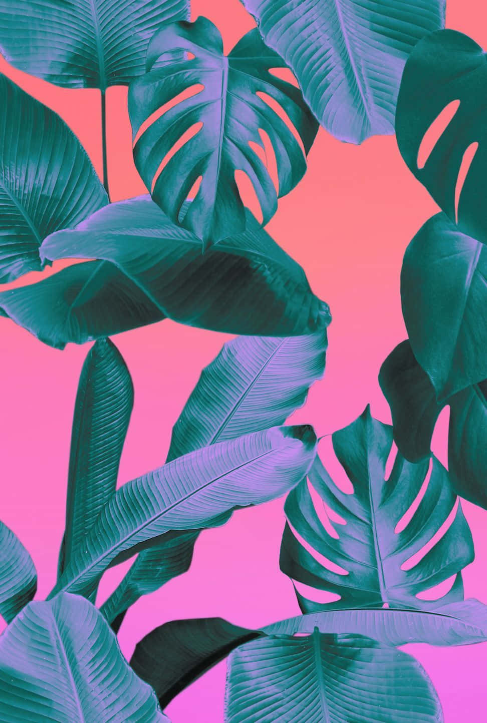 Escape to the warmth of an aesthetic tropical paradise Wallpaper