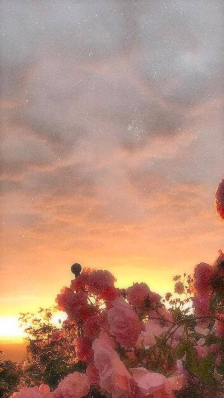 Aesthetic Tumblr Sunset And Pink Flowers